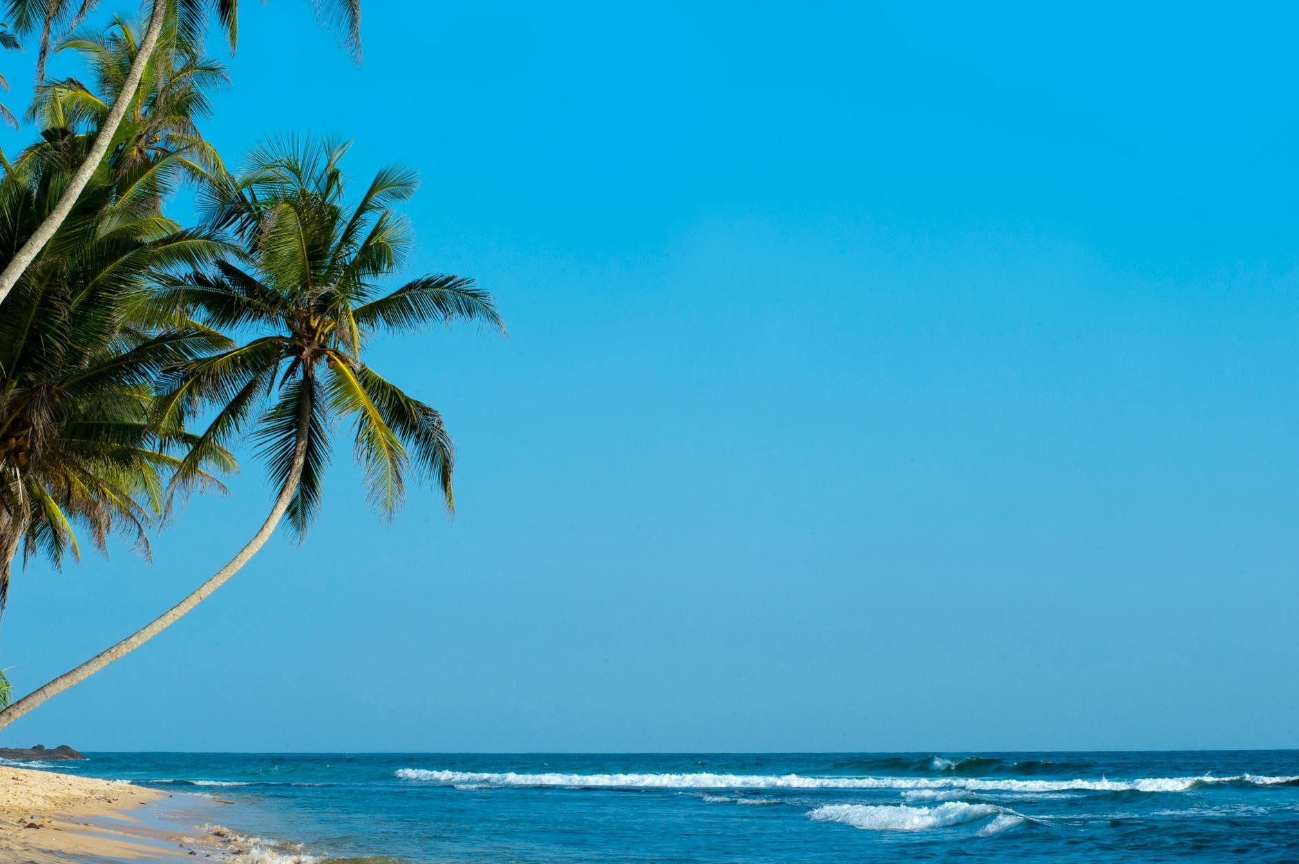 palm tree facing sea